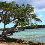 dominican-republic-tree-on-beach